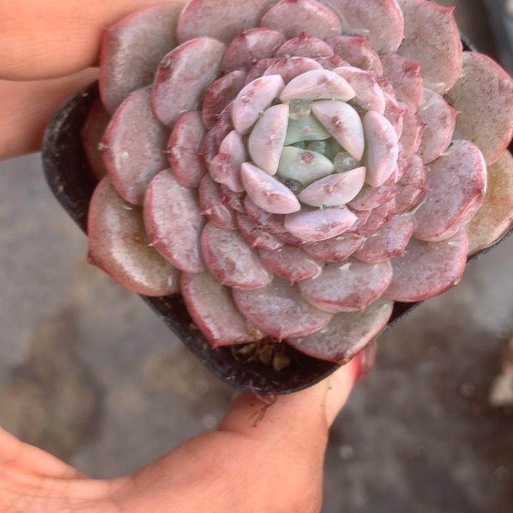 星星橙子。（满9.99包邮不满9.99发叶子）