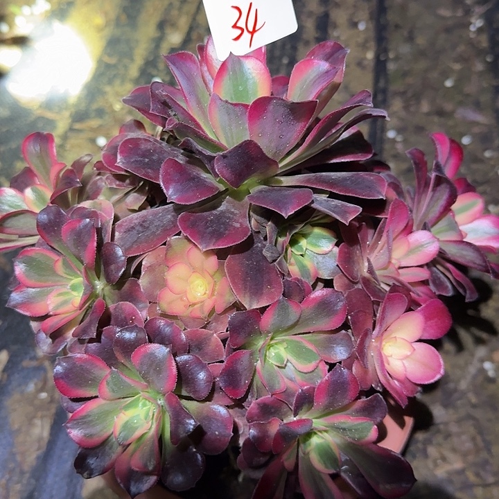 精品美杜莎捧花亏本福利34