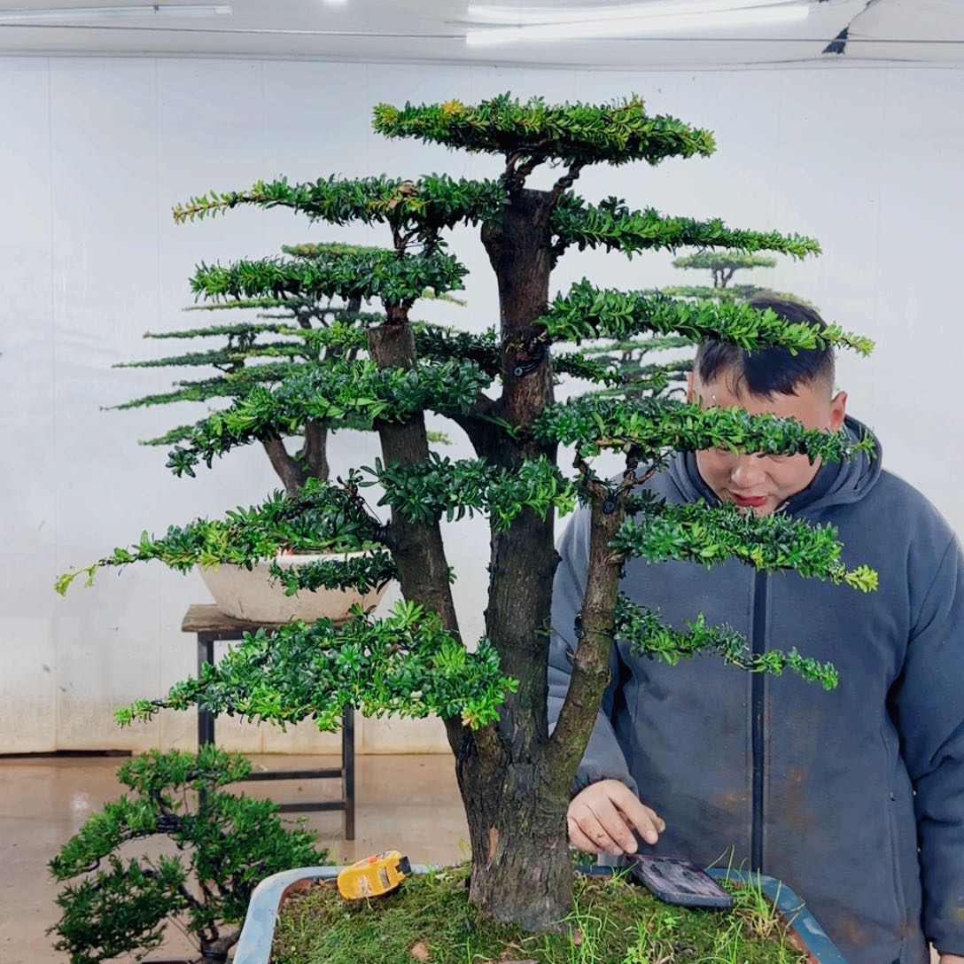 杨***彬无花朵盆景园林……