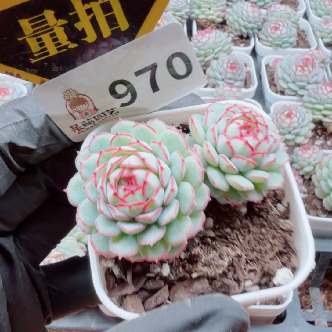 多肉植物多肉植物