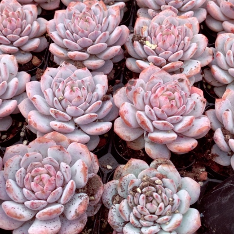 星星橙发两颗。              