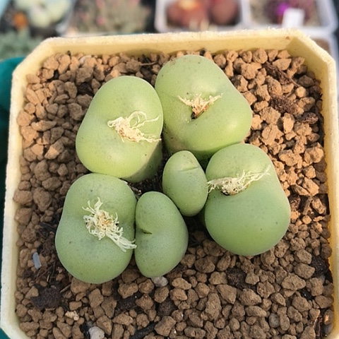 多肉肉锥 园艺空卡佛