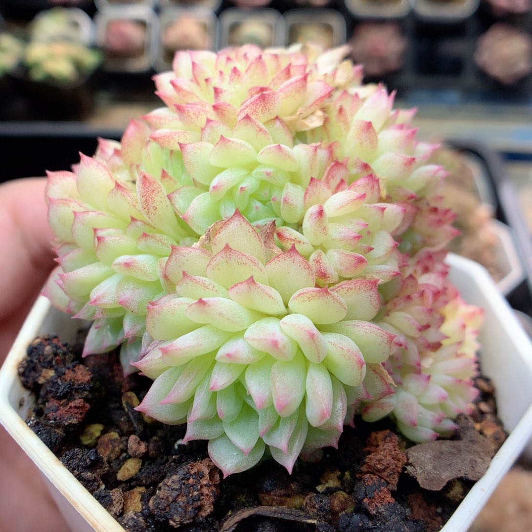 G102 ，20包邮两天凑单