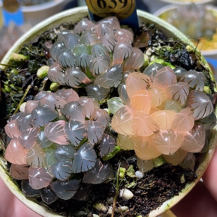 639拼盘一套特选福利