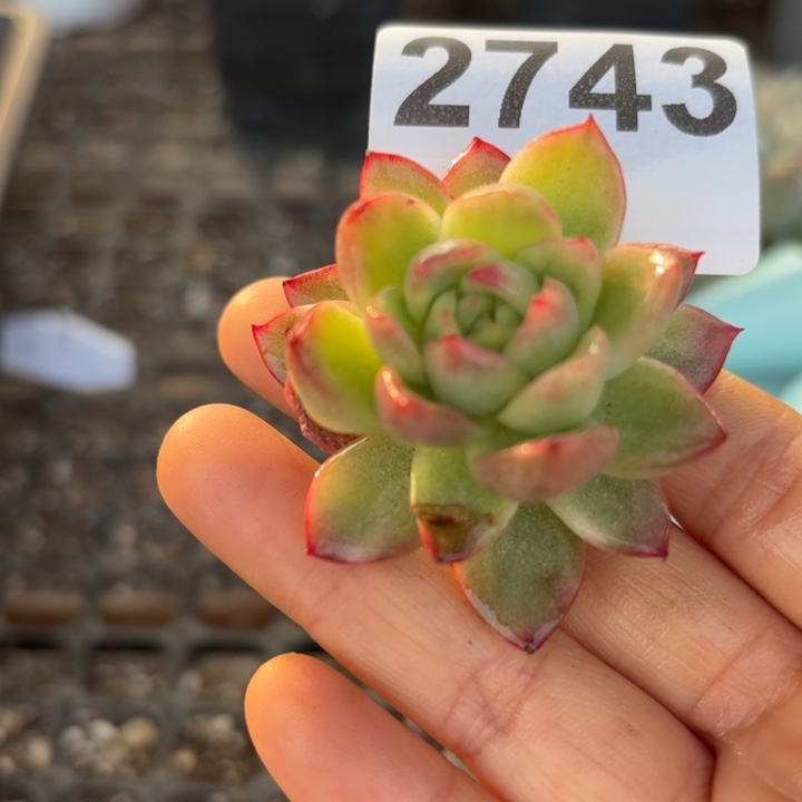 头盖锦无根多肉植物满18包邮
