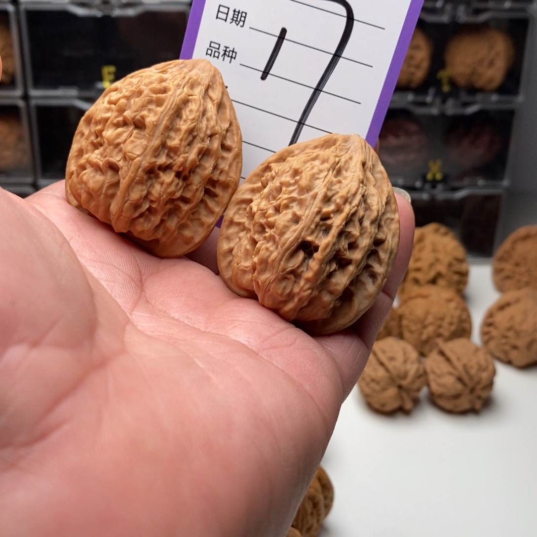 40.5全品野生火麒麟狮子头