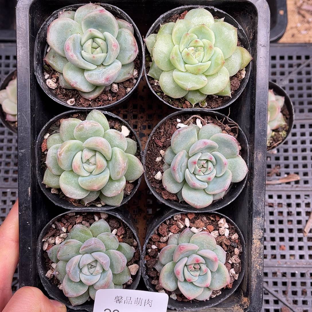 多肉一物一拍23-156