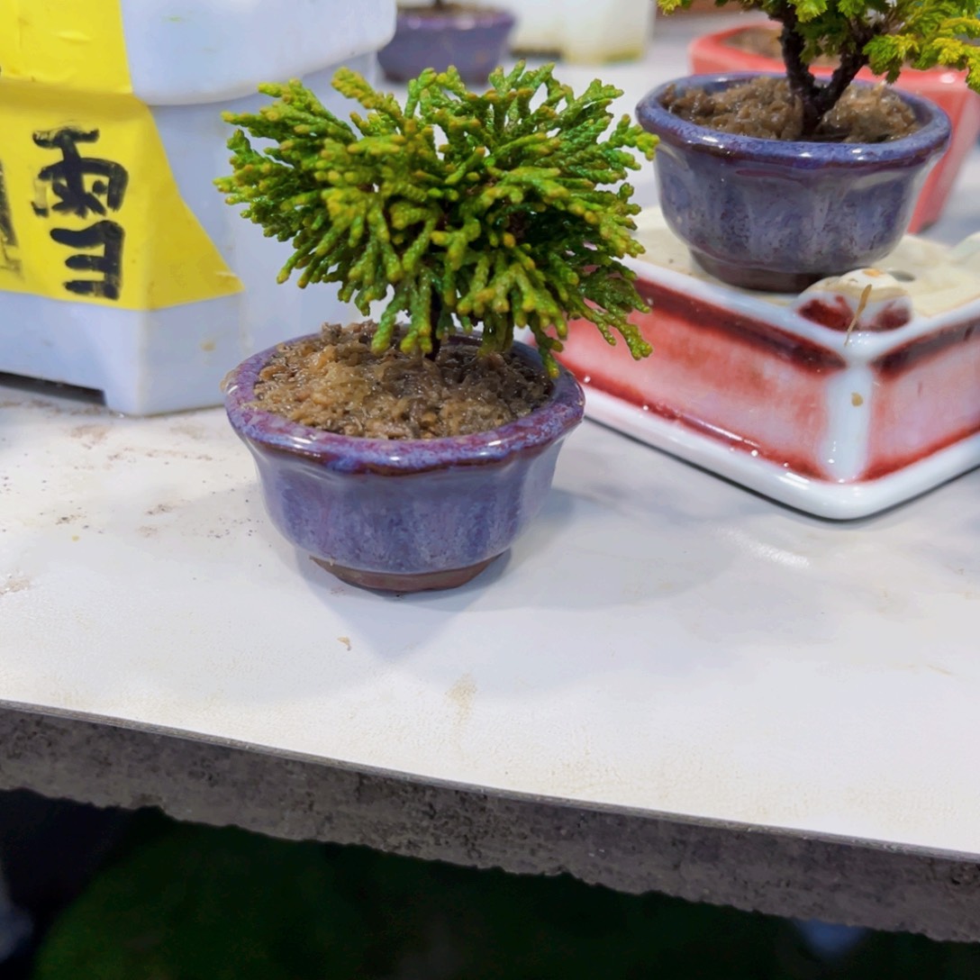 无花朵连山桧…………