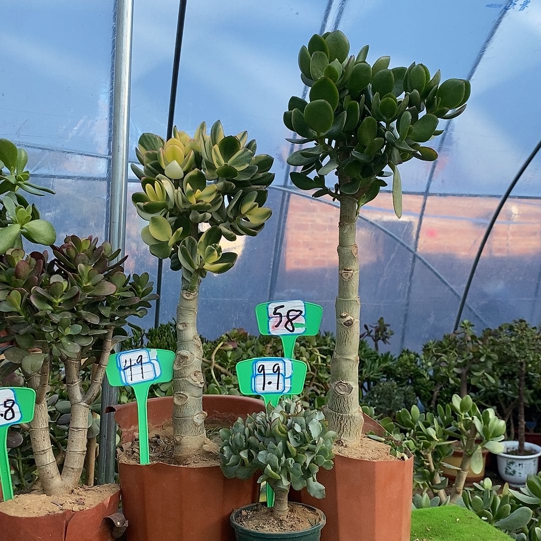 h***a完全开放玉树一物一拍