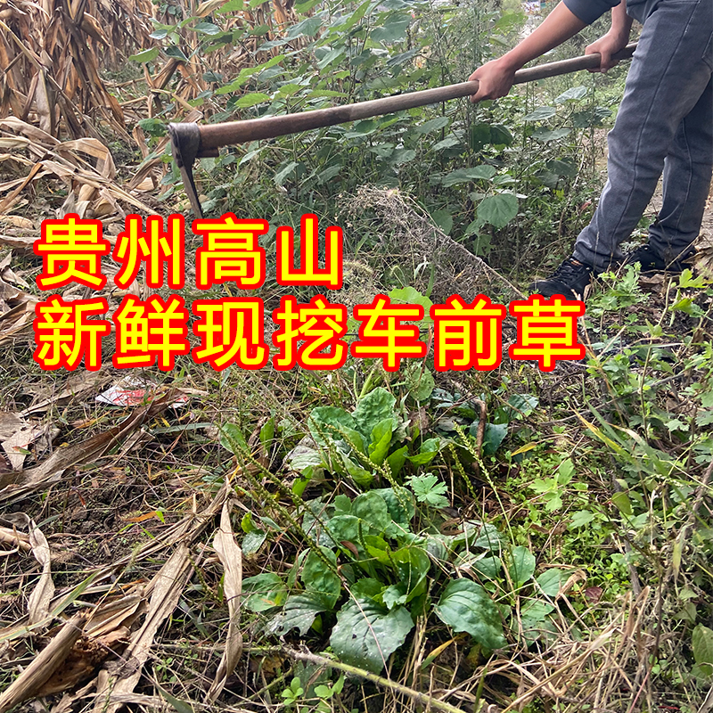 贵州高山野外新鲜现摘车前草蛤蟆菜