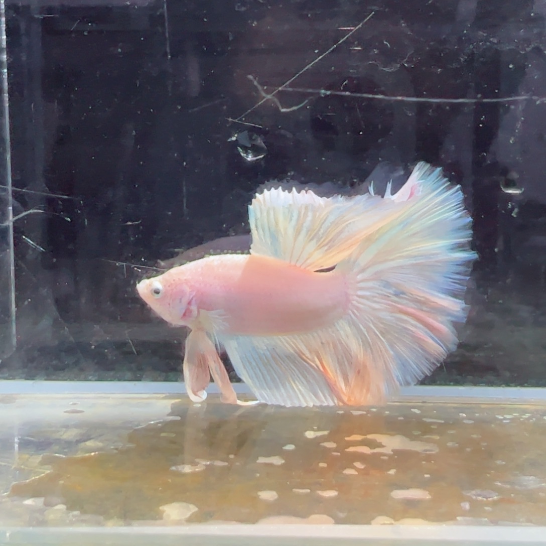 斗鱼浅色特殊尾hhhh