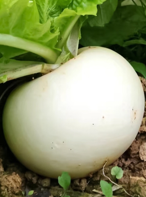 重庆高山白萝卜农家自种新鲜香甜