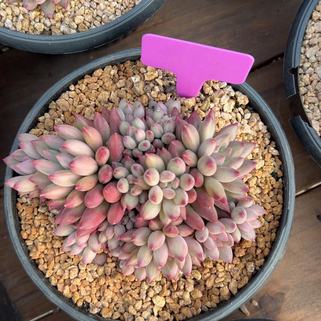 虞美人11111111111111