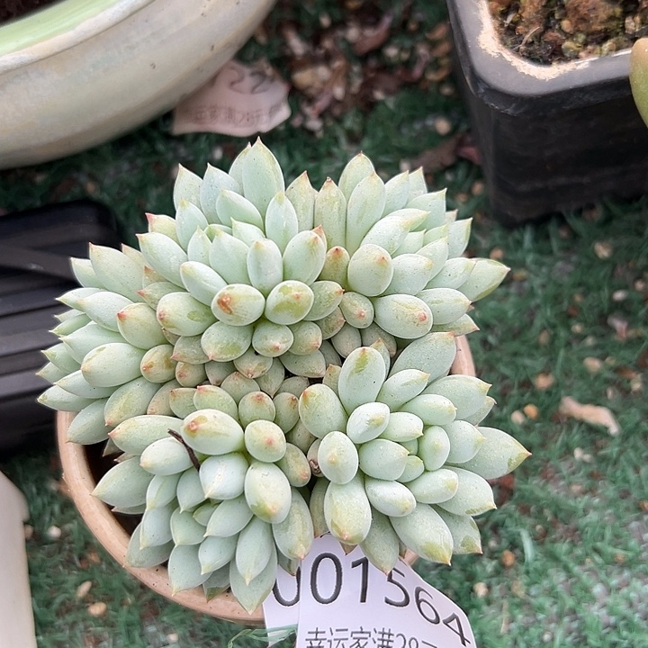 幸运的是我还没遇到你