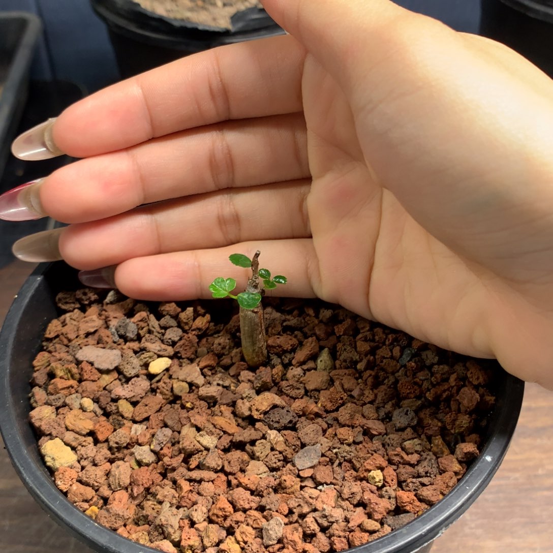 好望角橄榄实生实生