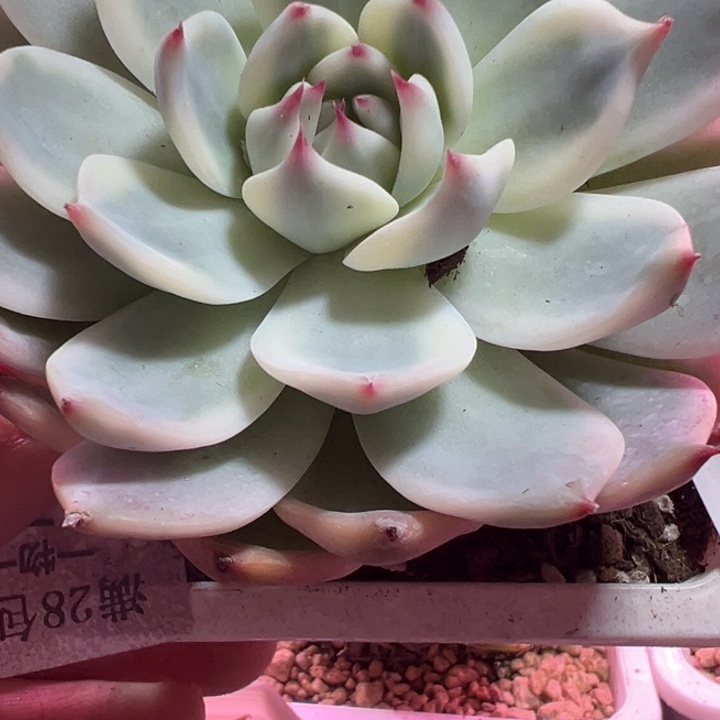 吉娃娃锦多肉植物375