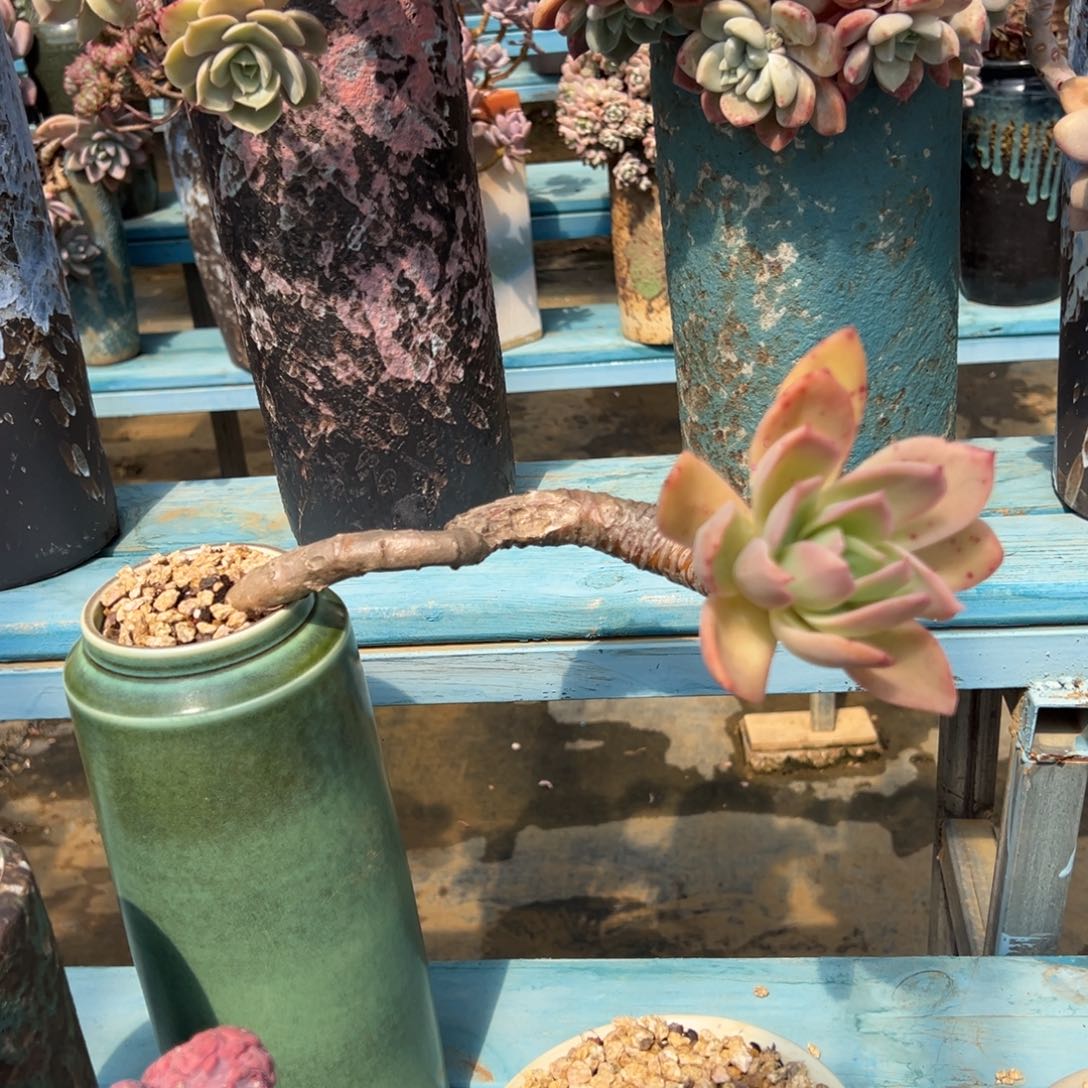 老桩乔伊裸肉发货