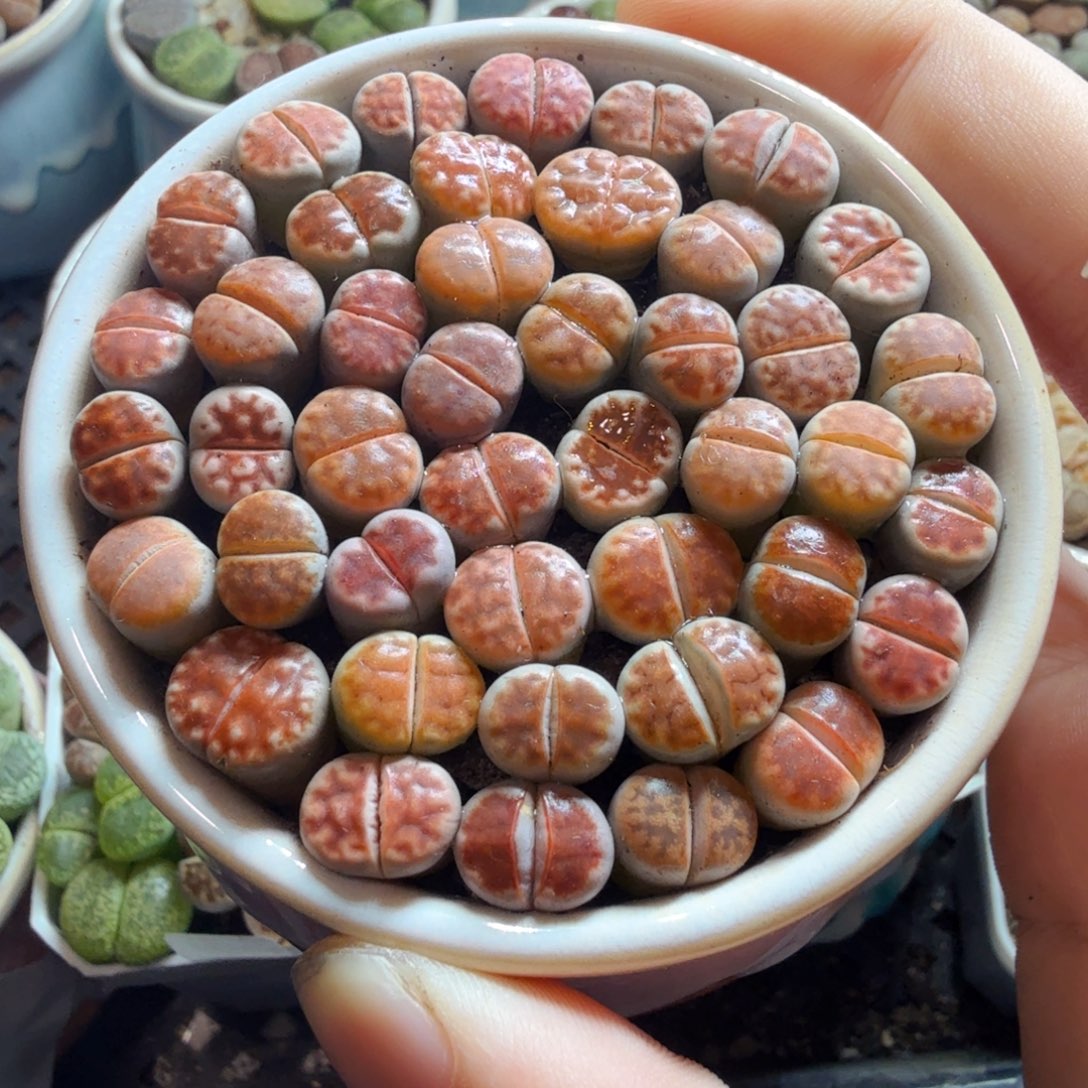 半***夏多肉葡萄的味道真的很755