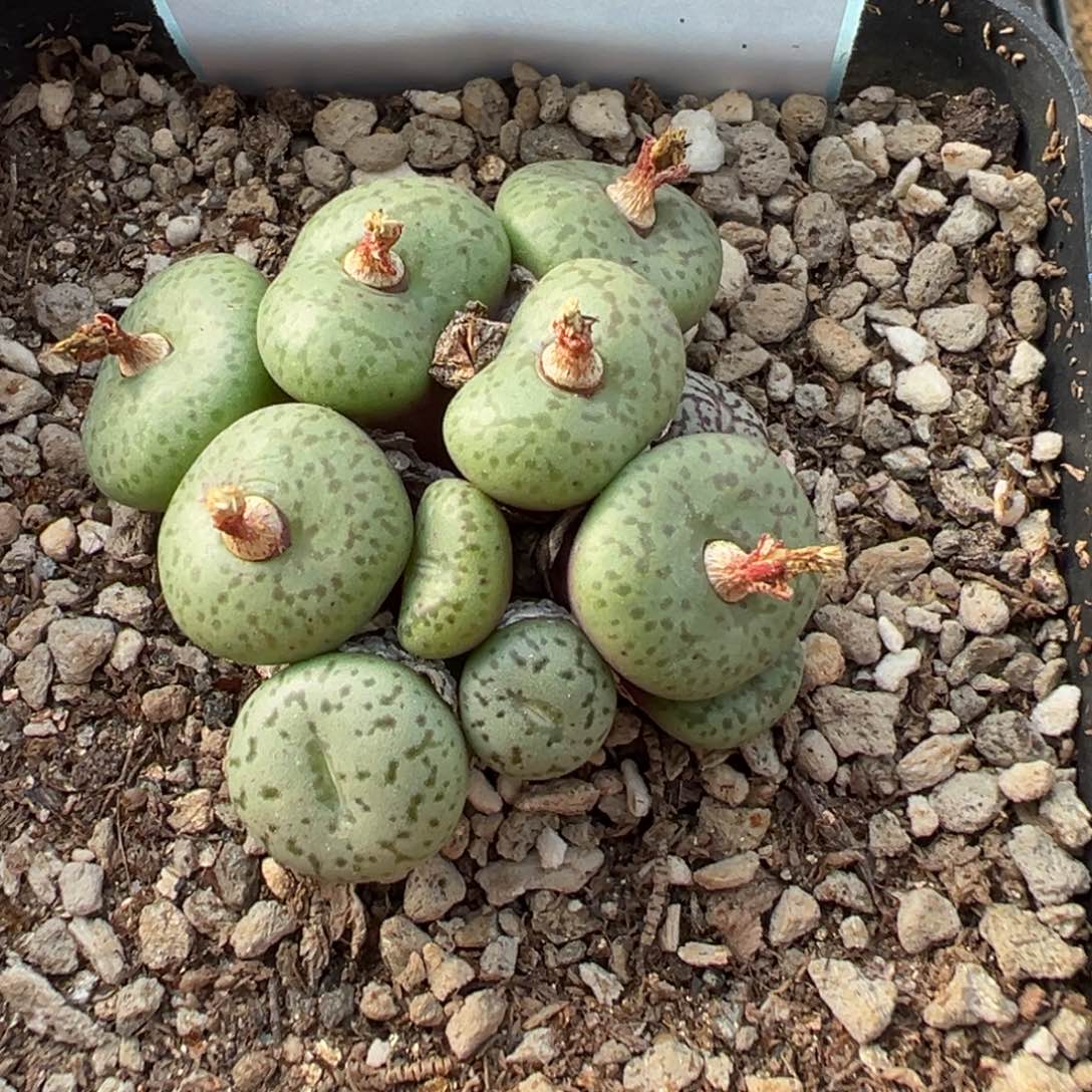 28-63肉锥多肉植物