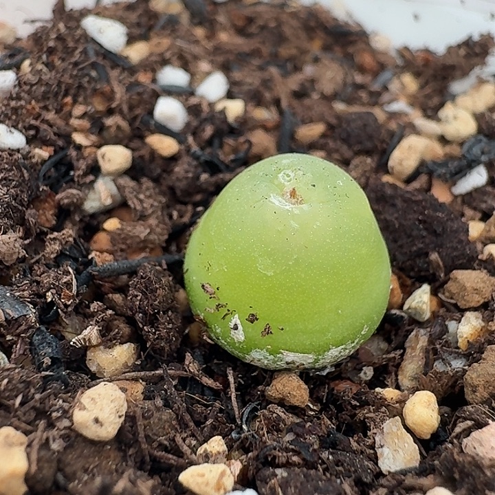 老马生石花1.2大葫芦227