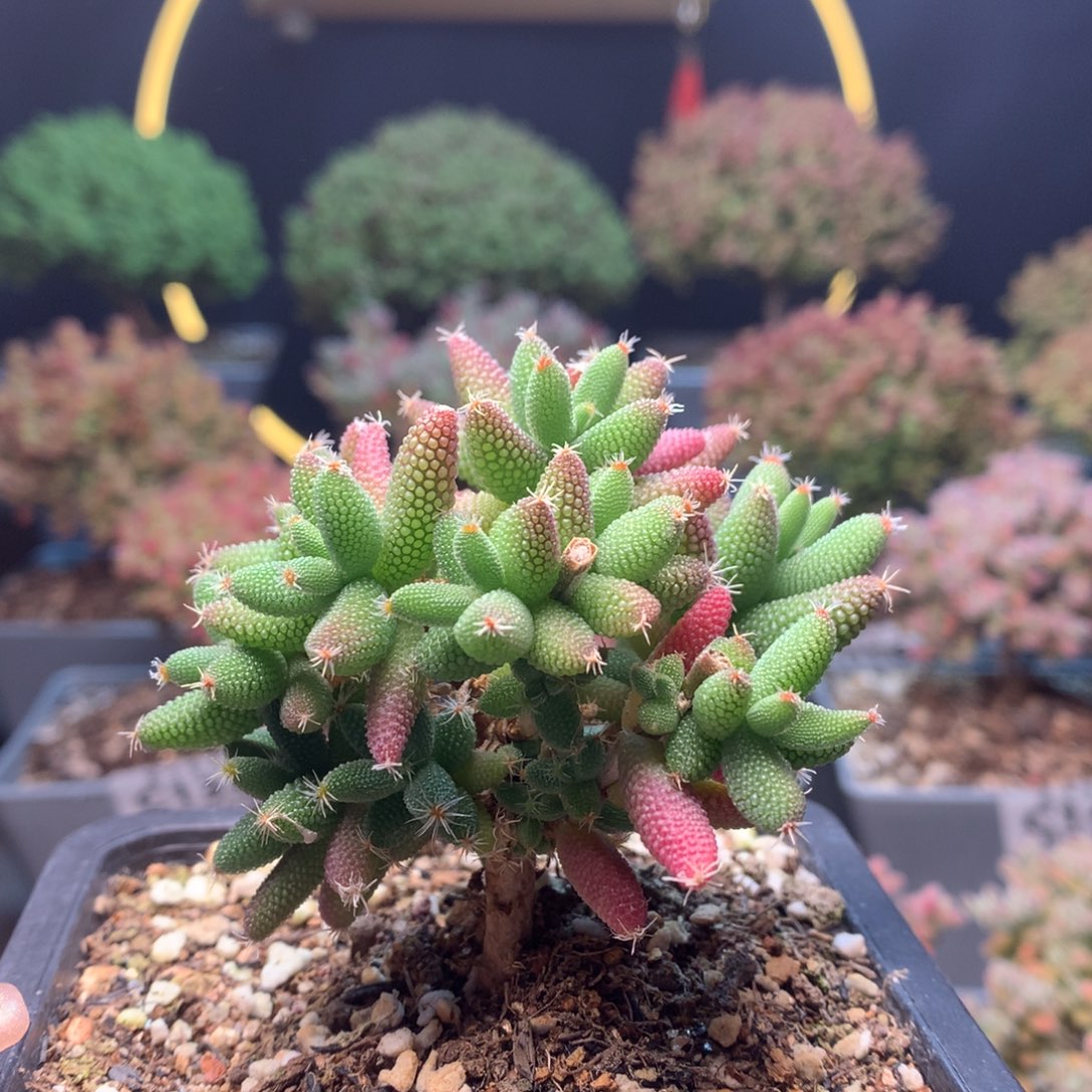 c129玉米枝干番杏