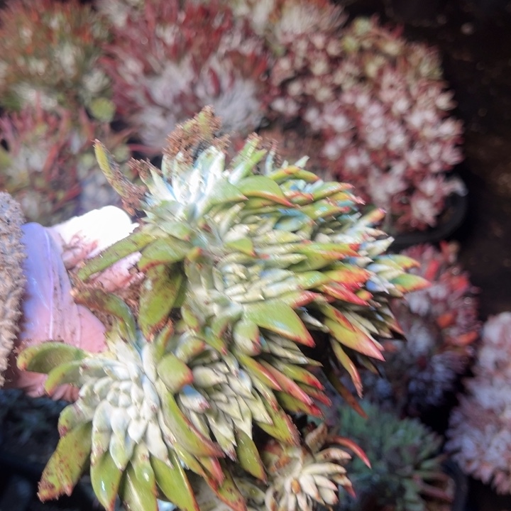 203哈哈哈哈哈哈