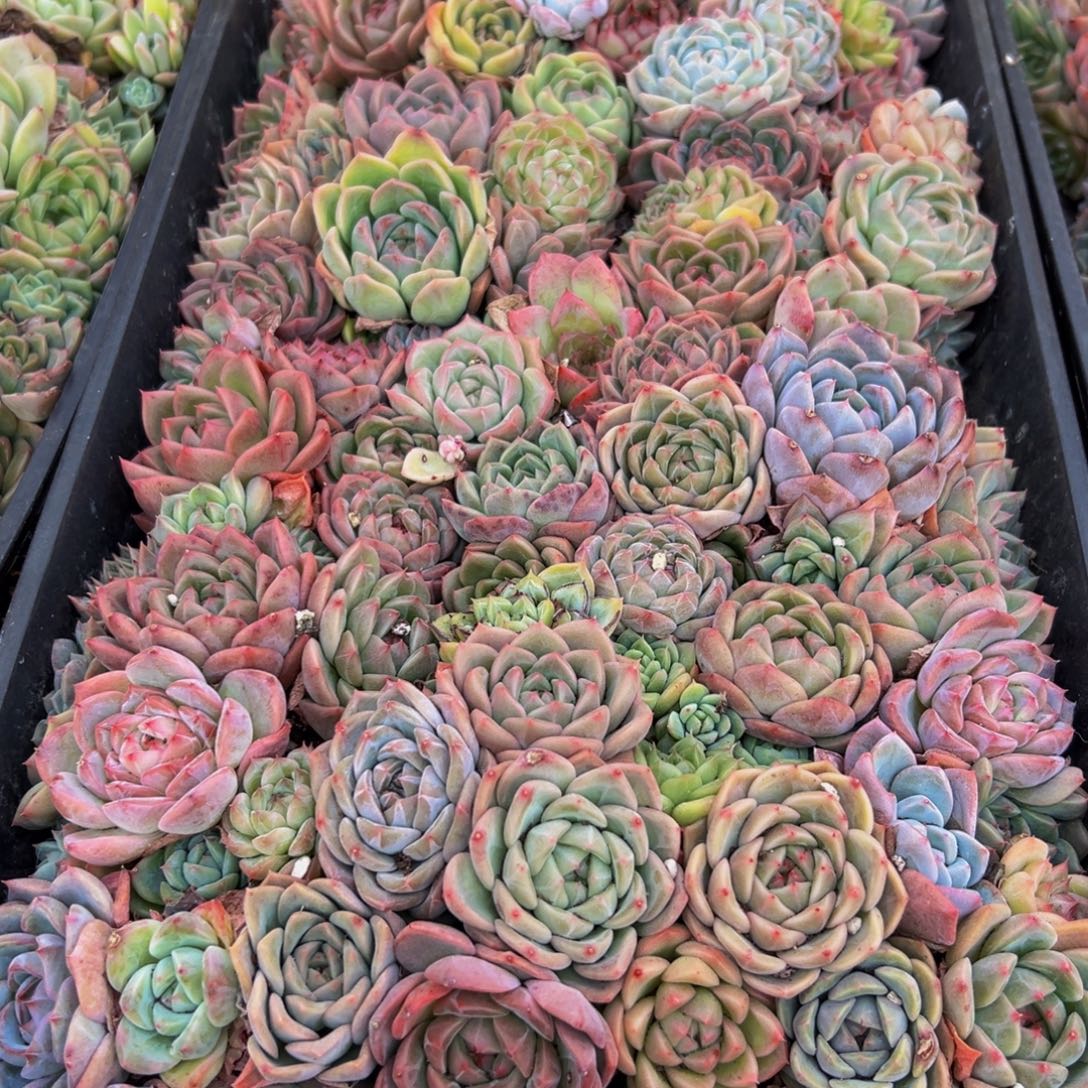 441大热的小伙伴们快来w