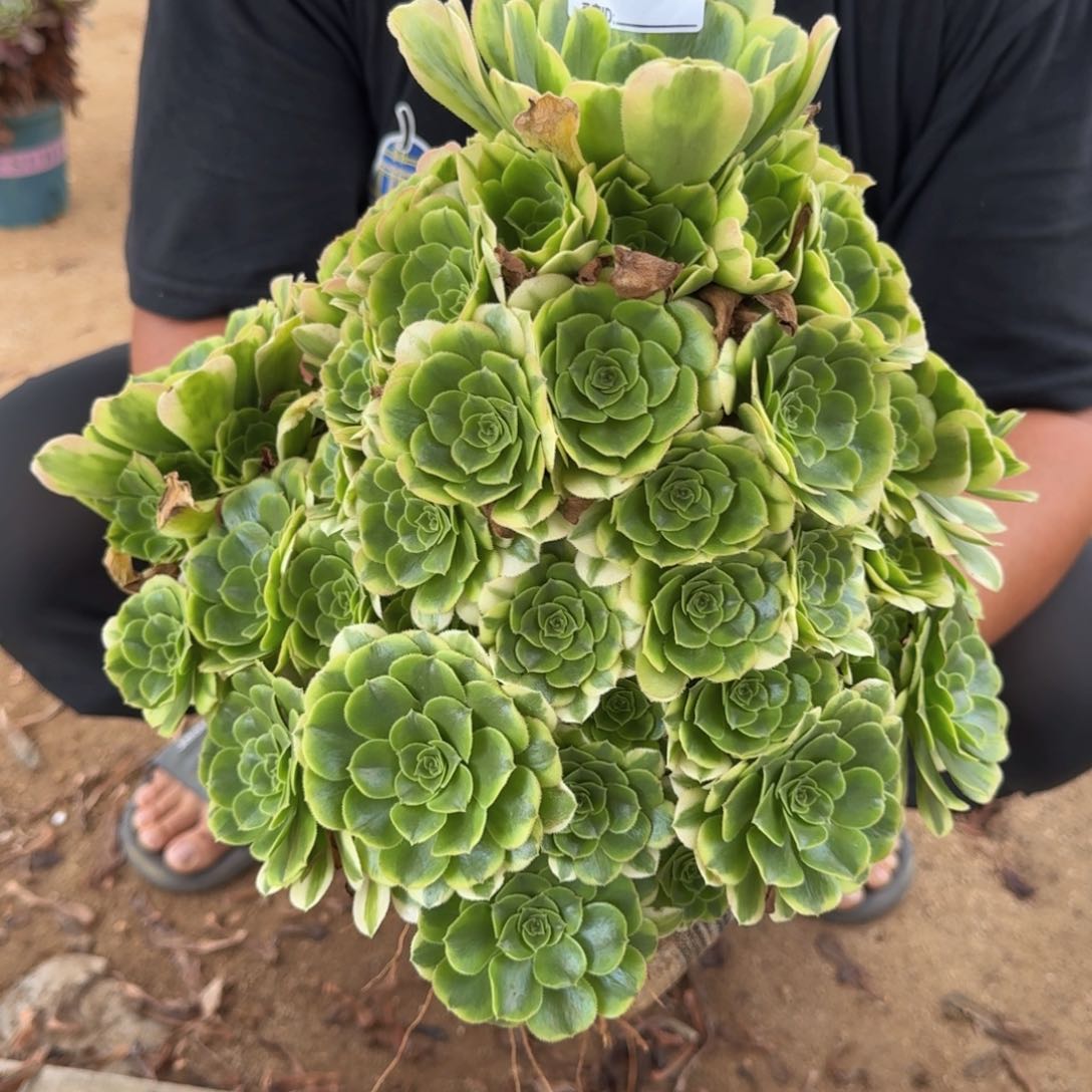 235辛尼亚多肉植物