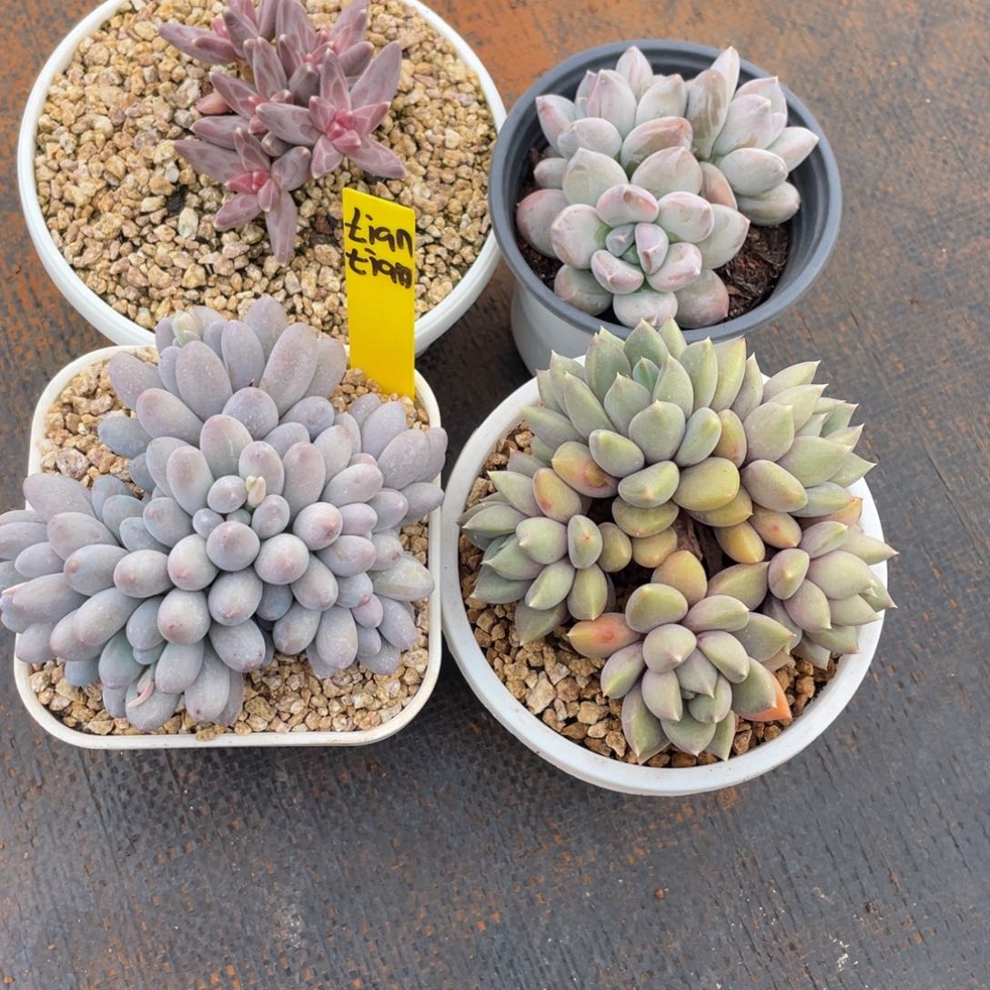 t****n姐姐说她真的要结婚