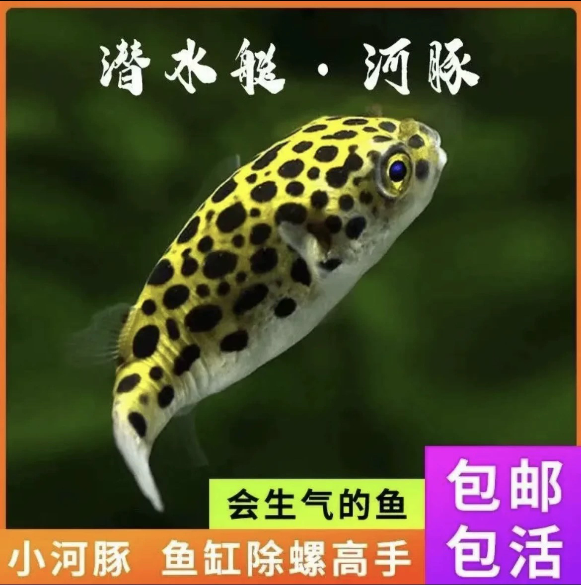 潜水艇金娃娃河豚观赏鱼活体淡水热带宠物鱼会生气鼓肚子