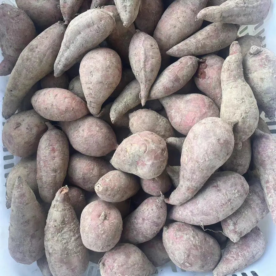 鸡蛋种番薯 西瓜红番薯顺丰  京东快递省内包邮潮汕本地农家番薯