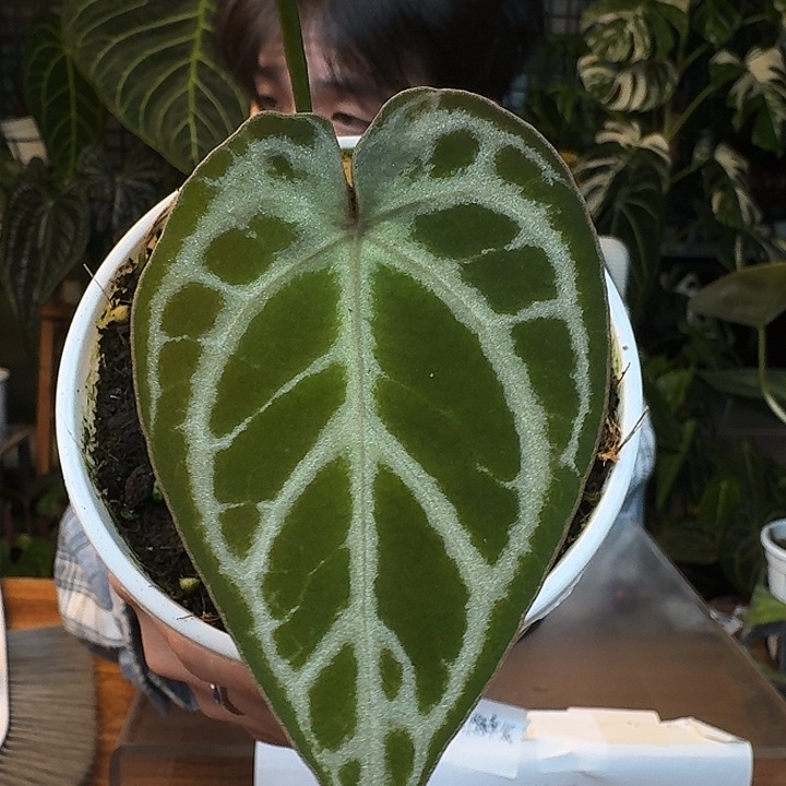 不开花植物I169粉柠檬杂银骑士