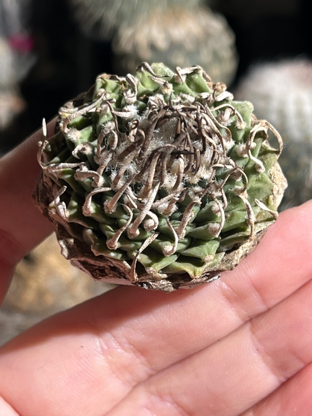 仙人球 娇丽 南格瑞特