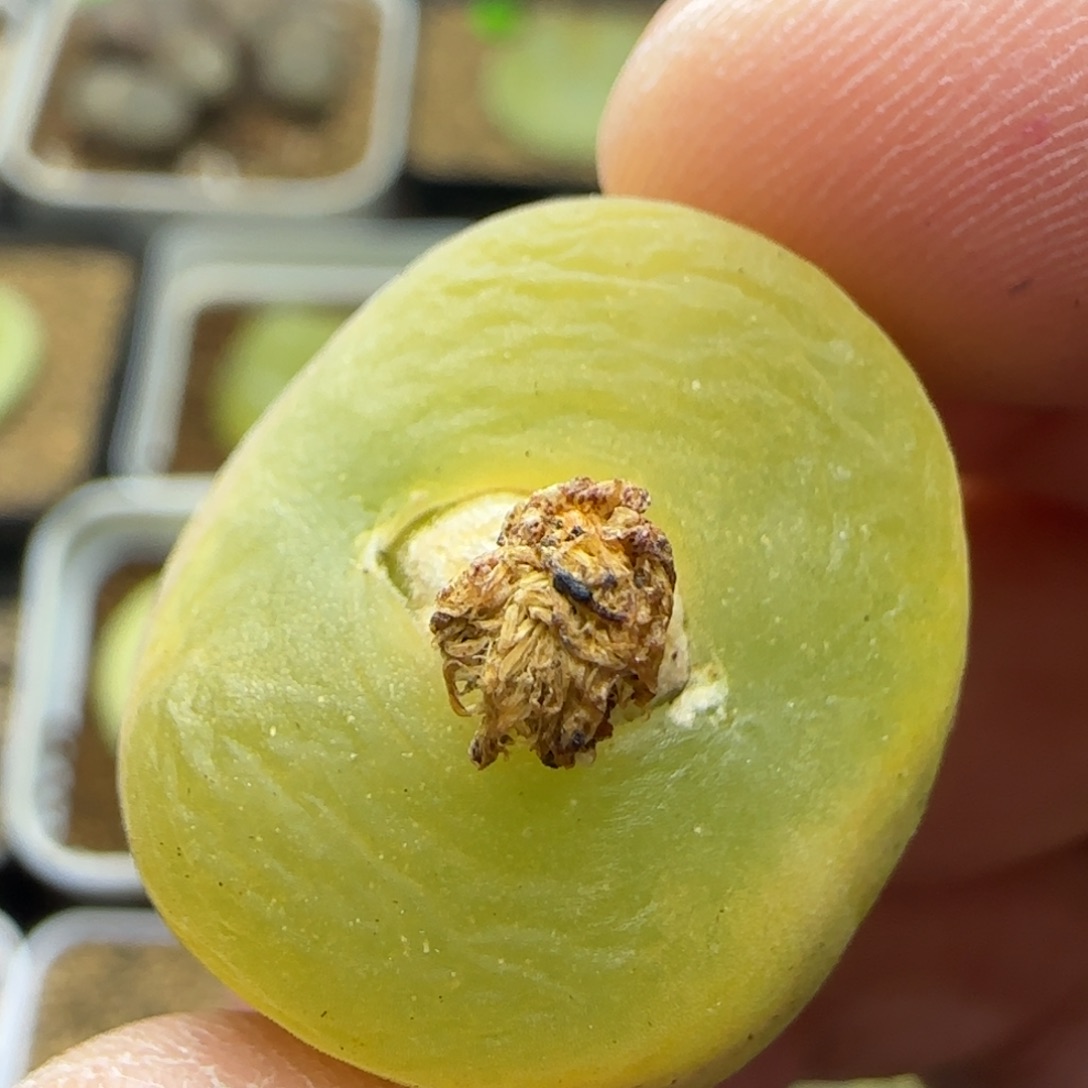 漂漂亮亮多肉植物103