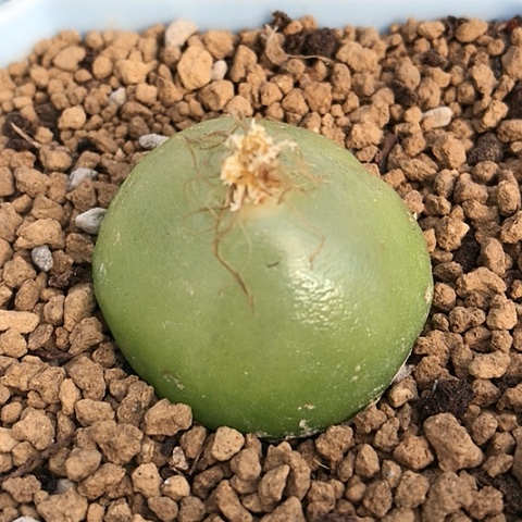 多肉肉锥 3.2Cm 灯泡