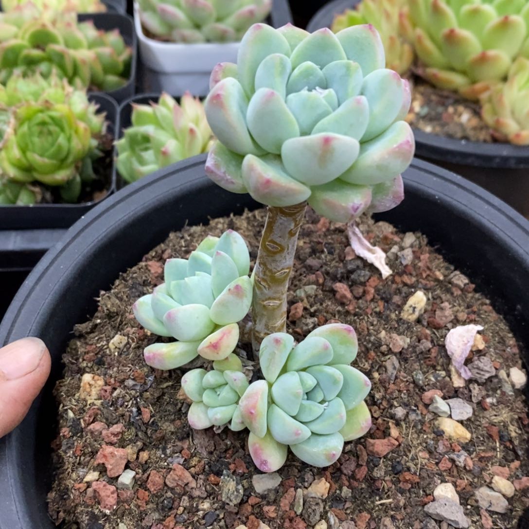 精品多肉一物一拍不包整144