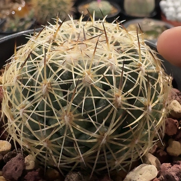 黄刺顶花实生仙人球