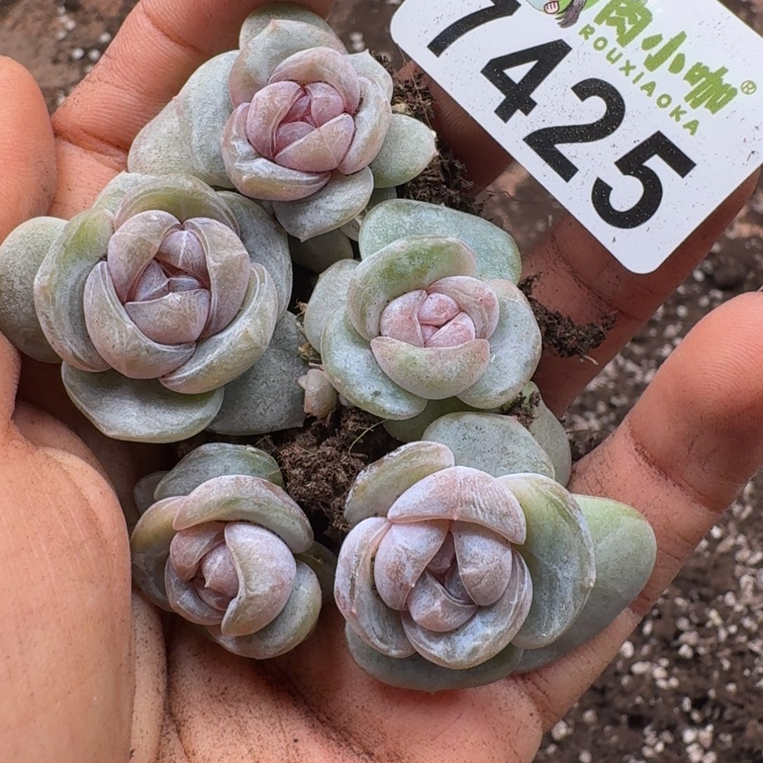 多肉植物多肉植物