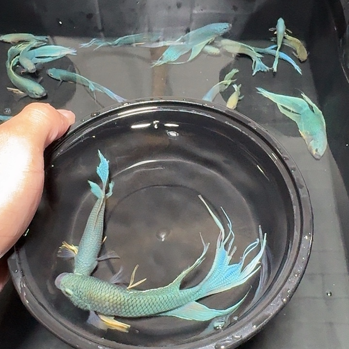 斗鱼直播间对图无纹蓝8