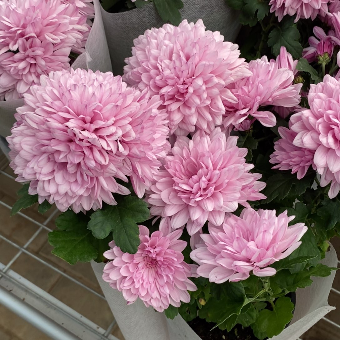 大部分开放少量花苞粉色菊花