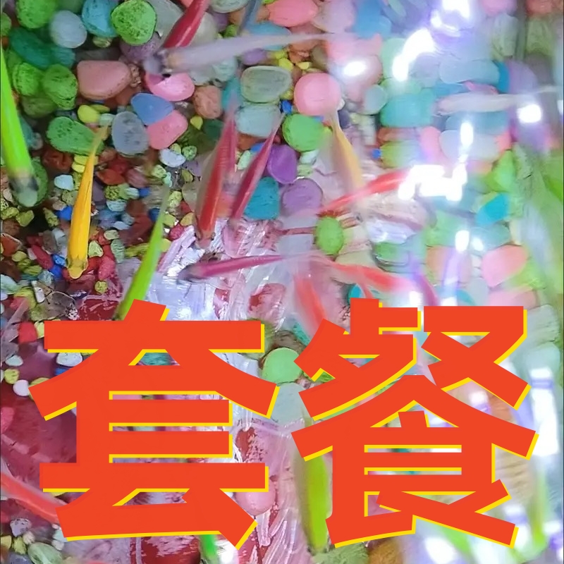 新手套餐 斑马鱼+米奇鱼+孔雀鱼 好养耐活