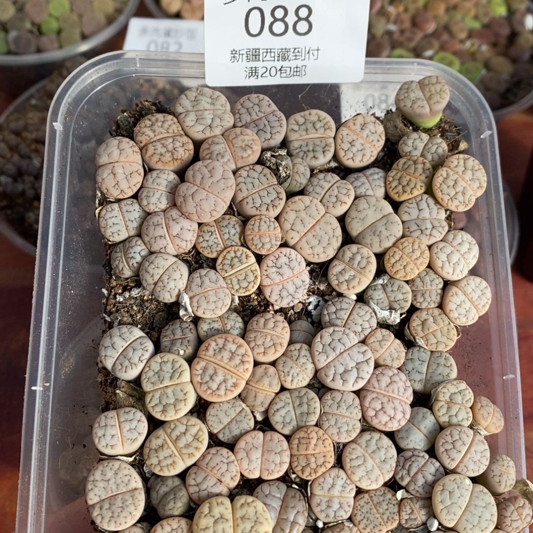 感谢您的支持，荒混，088