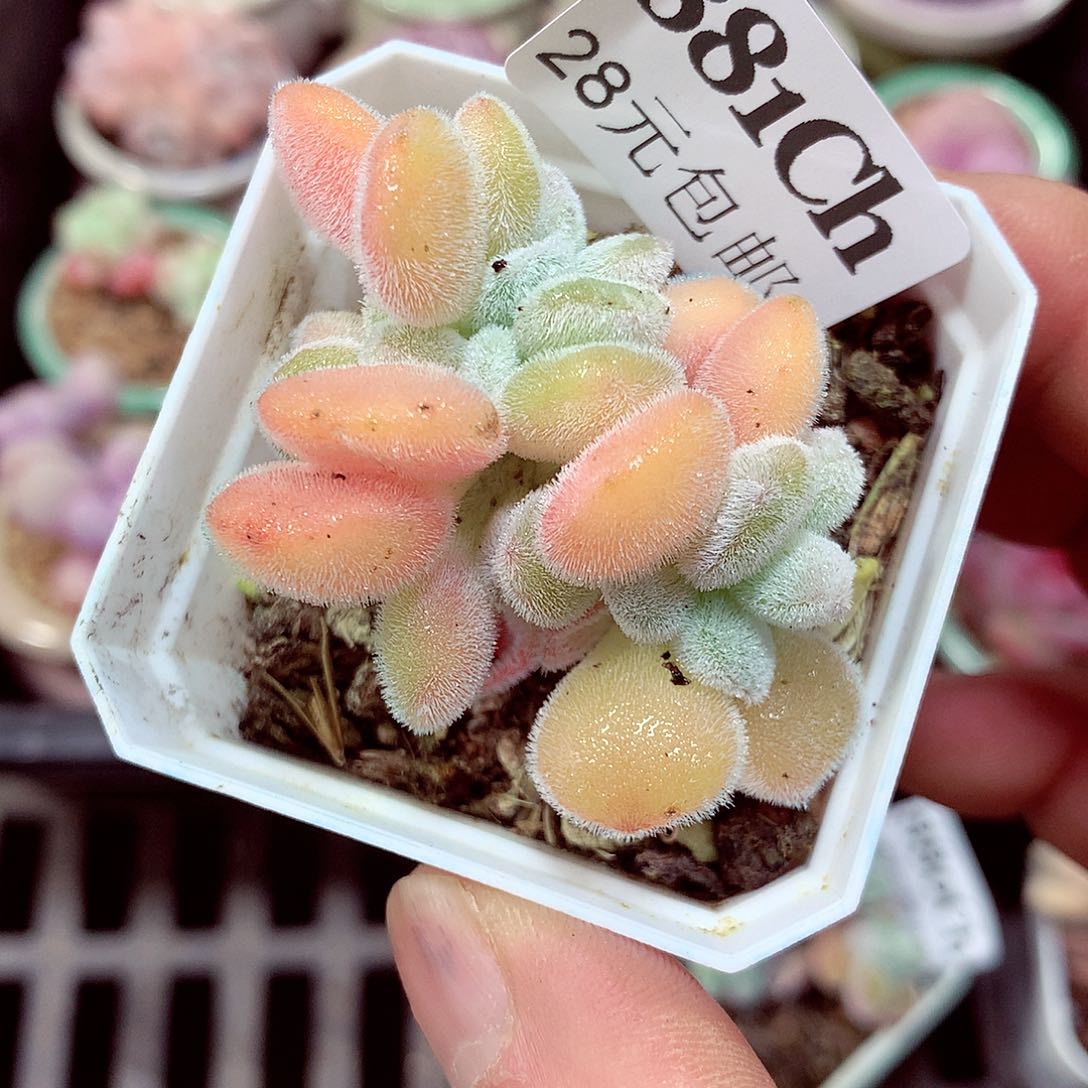 5厘米盆精控多肉881