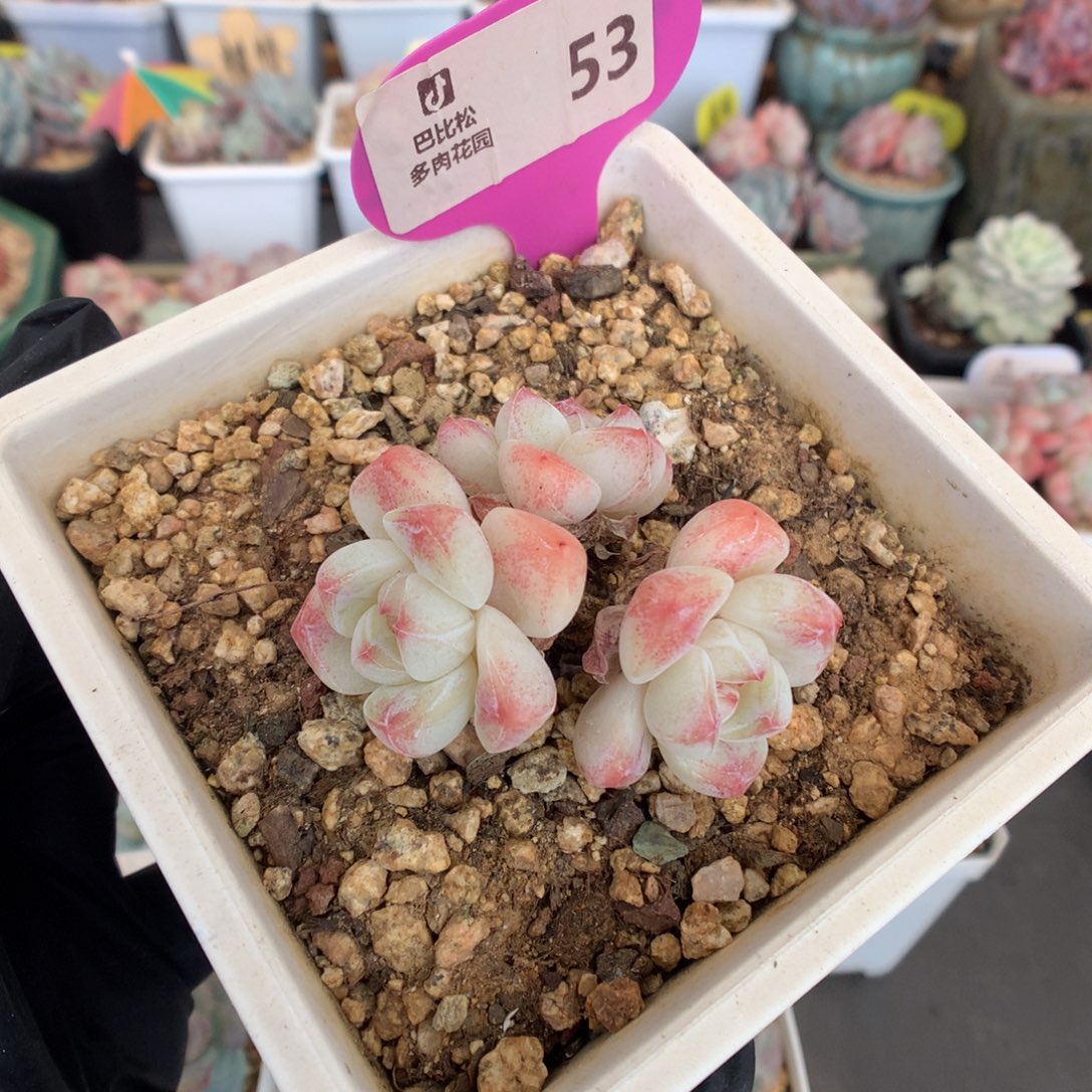 53 白底樱花心冰玉