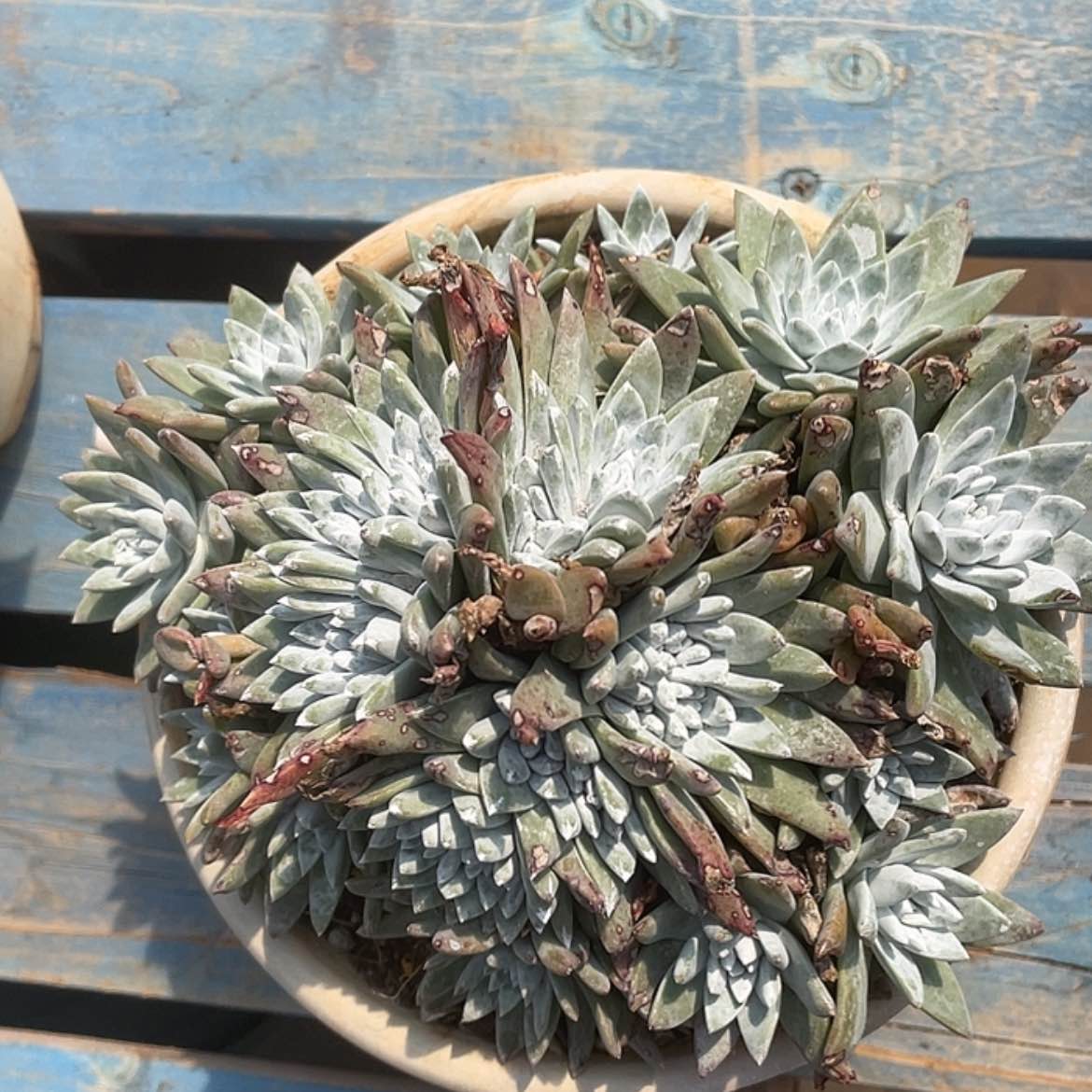 【闪购商品】白菊苹果叶