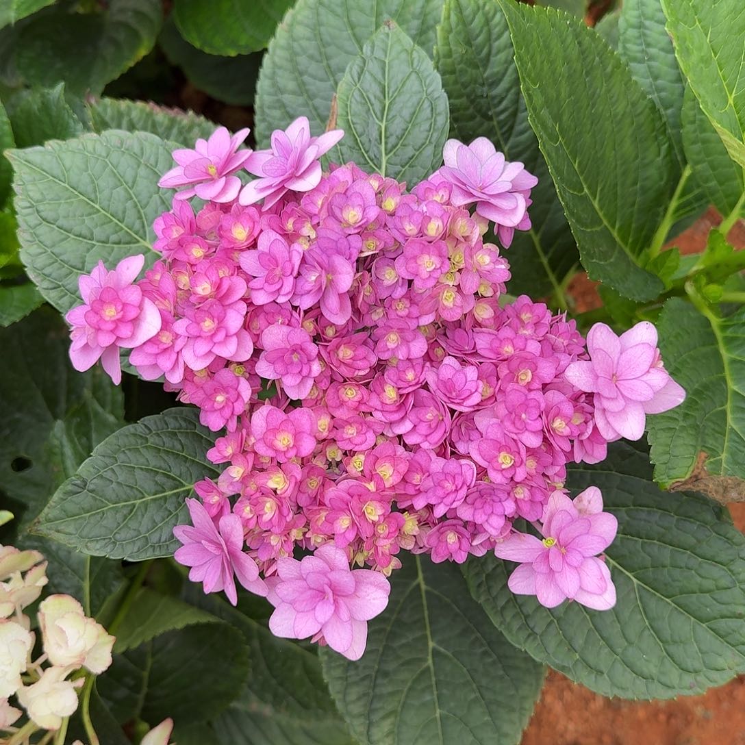 159 号！3支起顺丰空运包邮