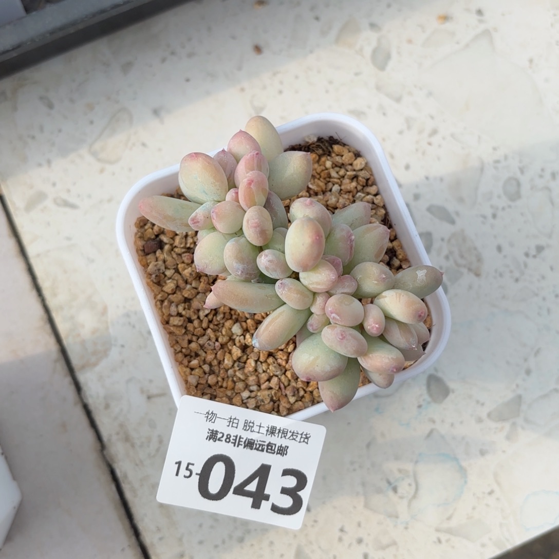 三日月美人缀化多肉多肉