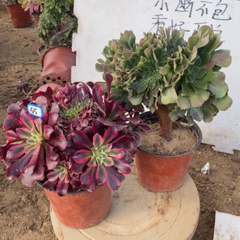 两颗法师缀一物一拍