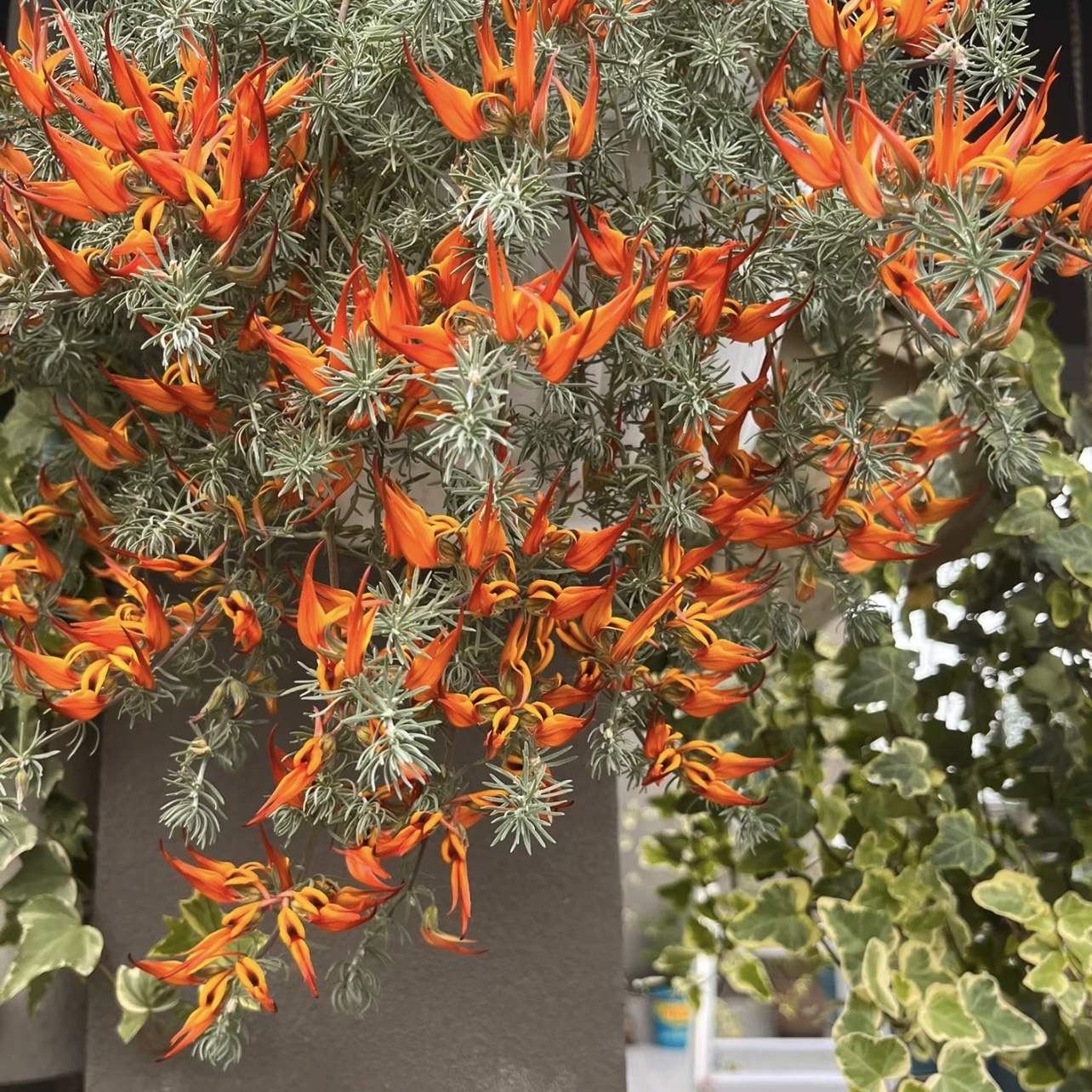 鹦鹉嘴百脉根绿植盆栽多年生四季常青庭院阳台花境植物
