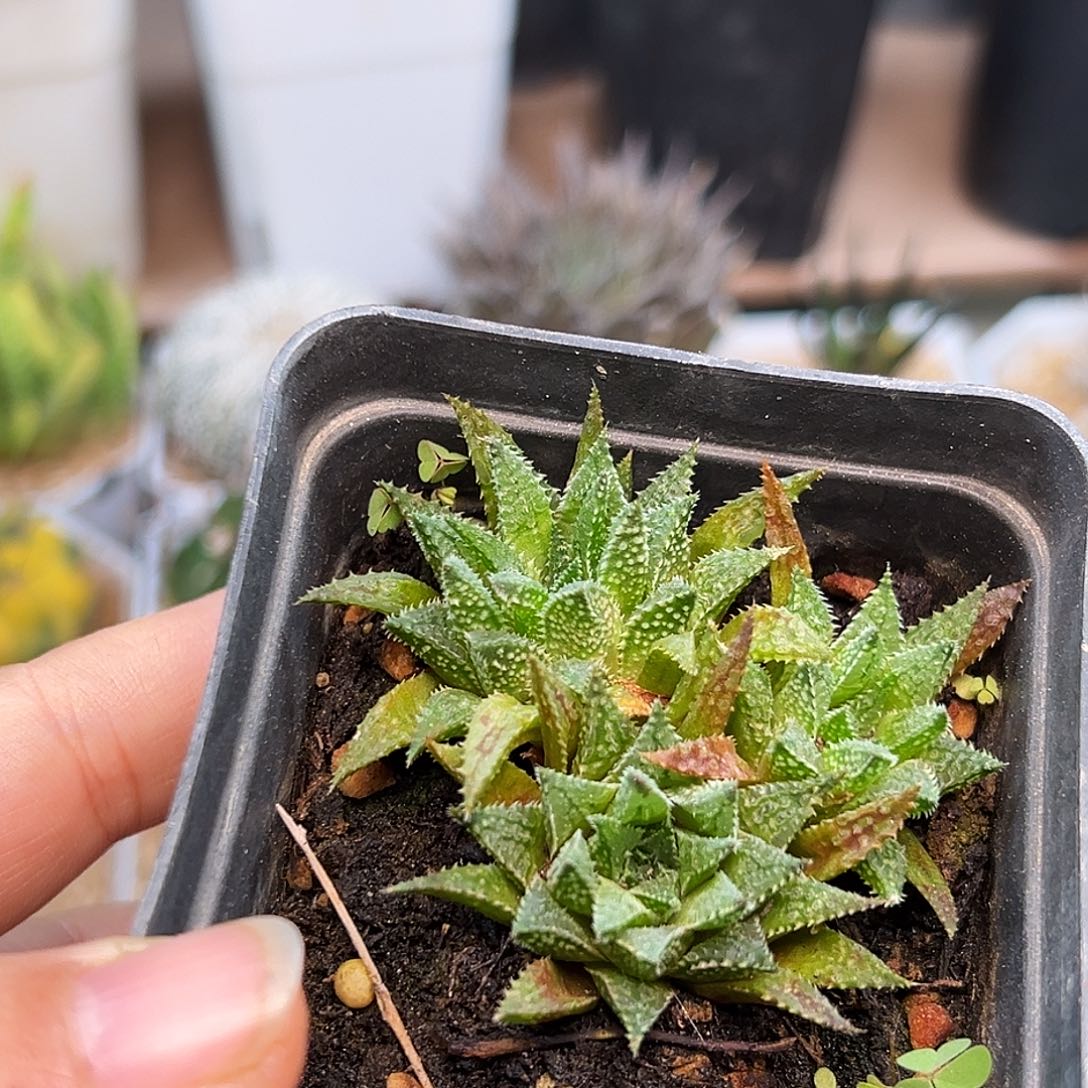 293原始种十二卷一颗